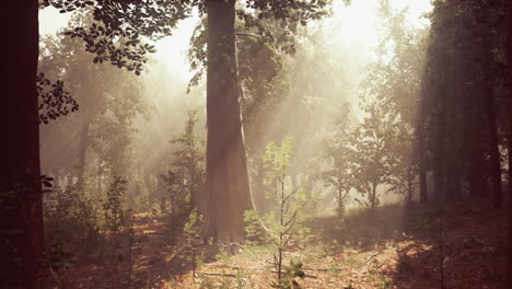 sunlight through the fog in a forest