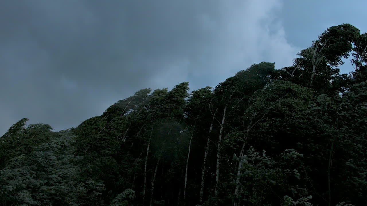 폭풍에 싸인 나무