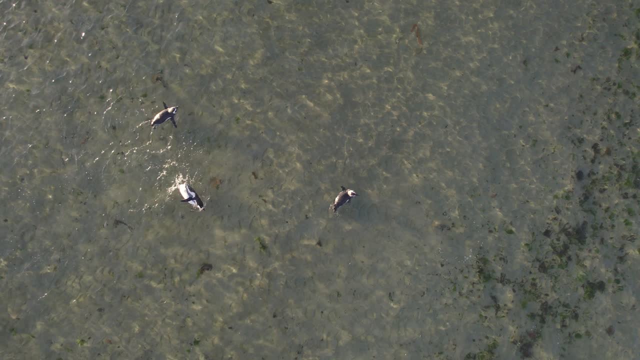 Wide Drone view of Flock of Penguins swimming playfully in shallow part of the sea in morning, at Bahia bustamante