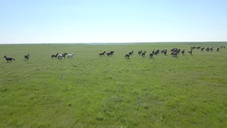 aerial drone shot follows behind a herd of wild horses as they run through the green prairie grass of the kansas flint hills