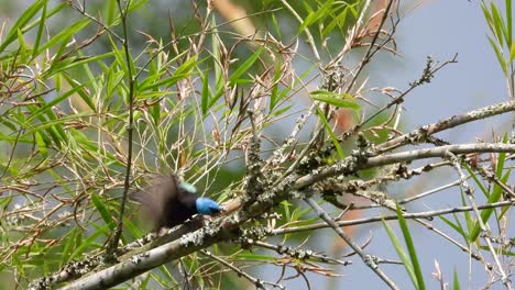 male scarlet-thighed dacnis foraging on tree branch, colombia wildlife