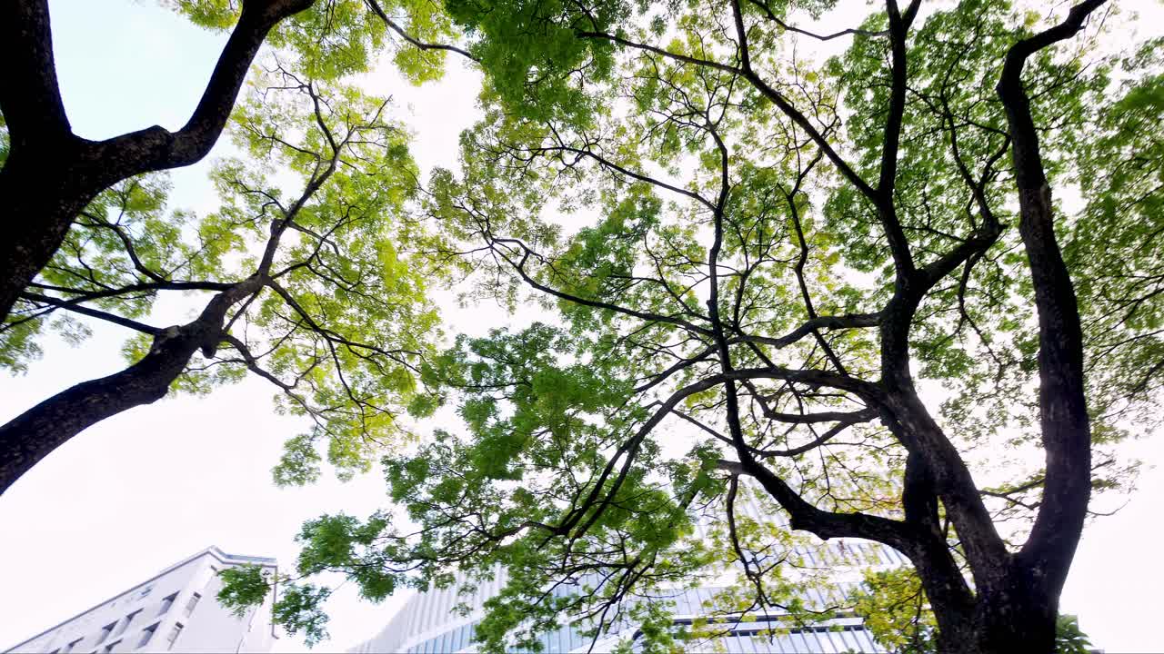 녹지의 회전은 햇빛이 비치는 아침 아래 푸른 잔디밭에 거대한 비나무 가지를 덮고 있고, 싱가포르의 공공 공원 배경에는 많은 나무들이 있습니다.