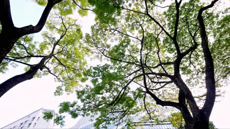 rotation of the greenery leaves branches of big rain tree sprawling cover on green grass lawn under sunshine morning, plenty of trees on background in the public park in singapore