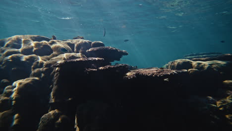 impresionante escena de arrecife de coral submarino
