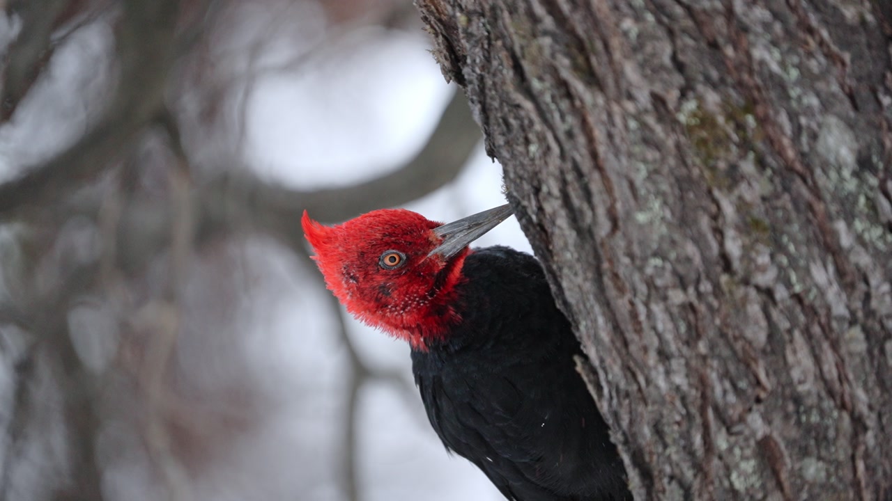 Close up of a male Magellanic woodpecker pecking a tree trunk in slow motion. Detailed wildlife footage captured in the forests of Patagonia, South America.