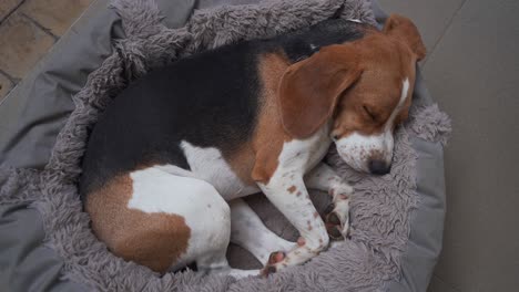 perro beagle joven durmiendo en la cama y respirando suavemente