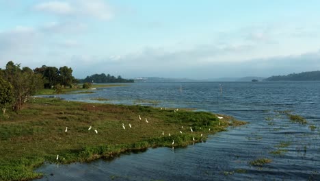 Luftdrohne-Aus-Dem-Dolly-out-Nach-Oben-Geneigte-Aufnahme-Eines-Schwarms-Von-Reihervögeln-Aus-Dem-Künstlichen-Guarapiranga-Stausee-Im-Süden-Von-São-Paulo,-Brasilien,-Mit-Stränden,-Jachthäfen-Und-Ökosystemen-An-Einem-Herbstabend