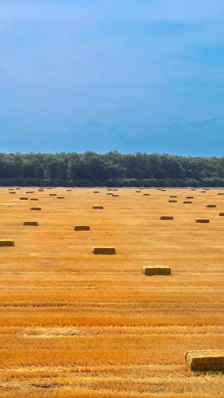 Yellow background of field with pressed bales. Panoramic view on agricultural field after harvesting crop. Straw bales stacked in farmland. Motion camera down. Vertical video