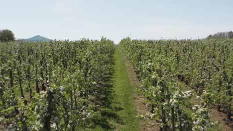 rise of a drone - aerial shot of a sunny white apple blossom on a big field with mountains in the background 30p