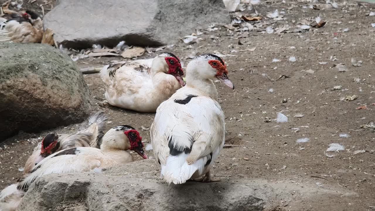 휴식하는 모스코비 오리