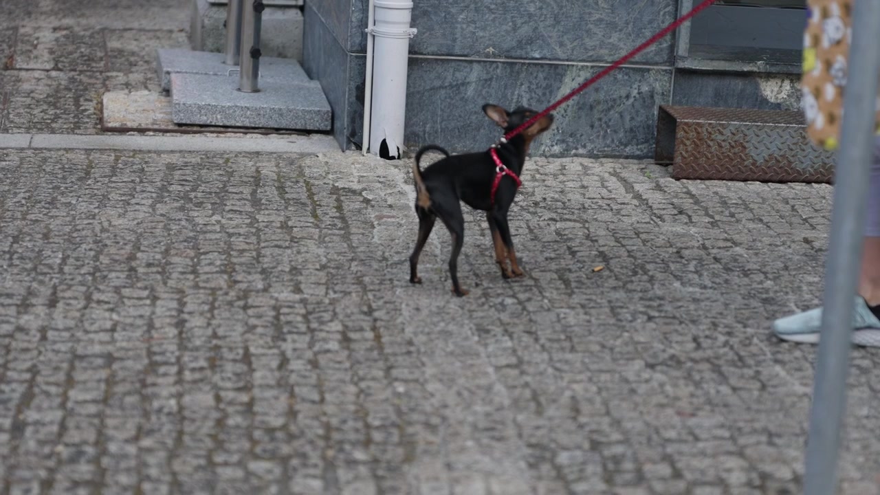 Mały czarny pinczer miniaturowy w czerwonej uprzęży, stojący czujnie na brukowanej ulicy w Portugalii.