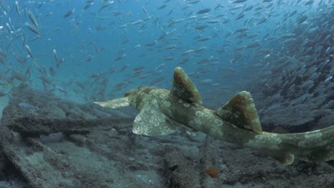 scuba diver following a shark as it swims over a sunken shipwreck