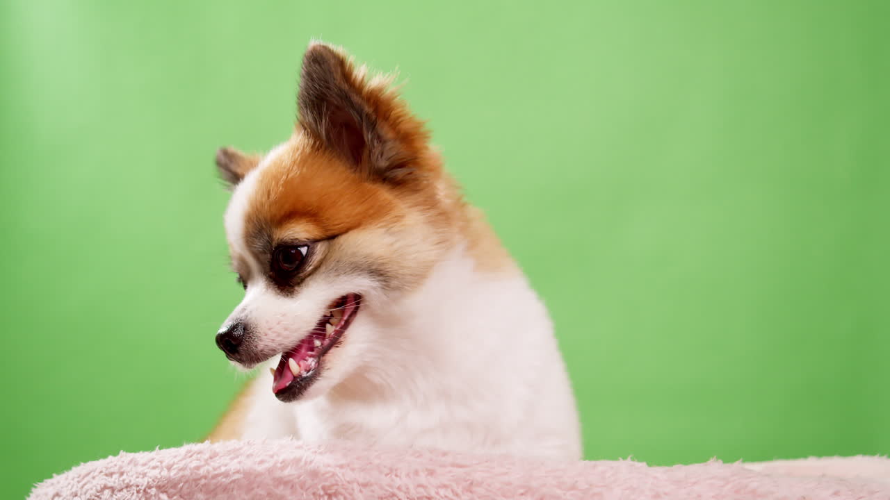 primer plano de un pequeño, divertido y enérgico perro cervatillo y de color blanco, cachorro, sentado en una alfombra de algodón rosa sobre un fondo verde