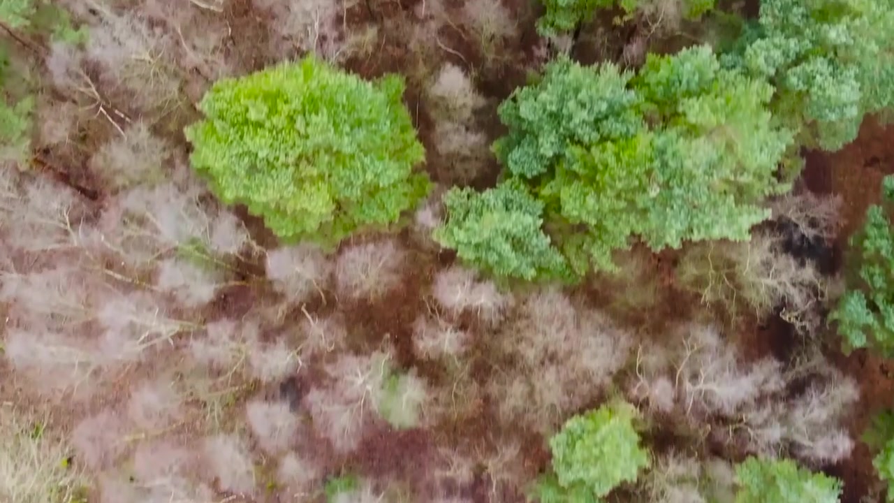 Riprese aeree con drone mostrano alberi in una foresta visti dall'alto, verdi e bianchi, con terreno marrone chiaro e scuro. Il filmato ha colori vividi ed è bellissimo in risoluzione 4K.