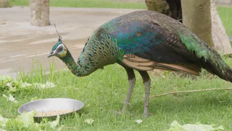 A-colorful-peacock-eats-seeds-from-a-bowl