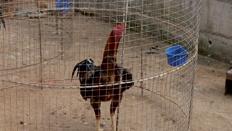 single chicken in domed metal feeding cage looking curiously at camera