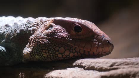 A lizard is laying on a rock and looking at the ca 4k 2025 08 05 00 47 08 utc.mov | alert, alligator, american, amphibious