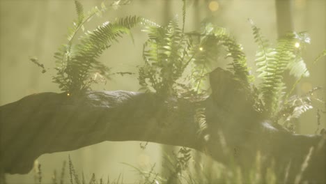 horizontally-bending-tree-trunk-with-ferns-growing,-and-sunlight-shining