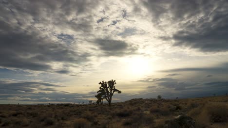 Puesta-De-Sol-Dorada-Al-Lapso-De-Tiempo-Del-Crepúsculo-En-El-Desierto-De-Mojave-Con-Un-árbol-De-Joshua-En-Silueta