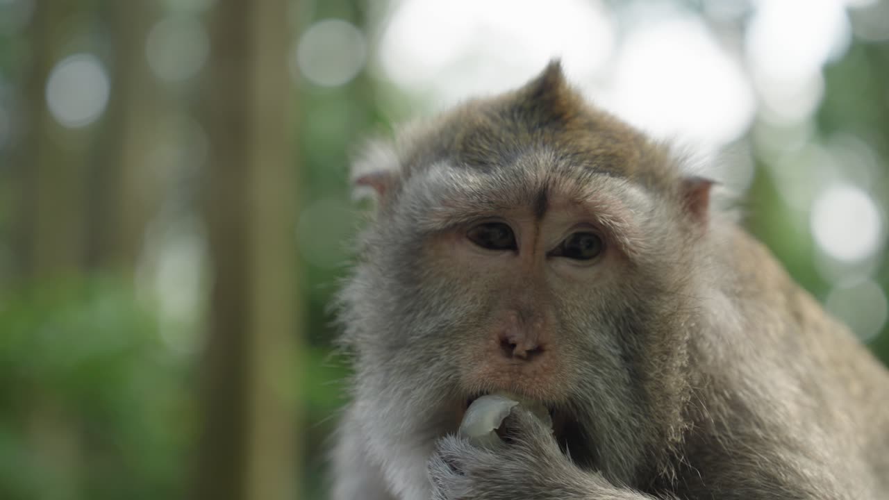 Slow motion shot of a monkey eating a juicy fruit