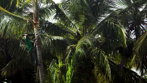 man on the palm cutting down its branches