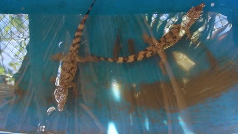 Overhead-view-of-critically-endangered-Philippine-crocodile-hatchlings-or-Crocodylus-mindorensis-in-a-conservation-enclosure