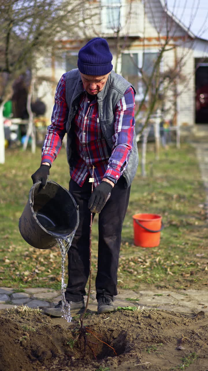 Farmer pours water from a bucket into a pit. Man prepares a new tree for planting. Vertical video.