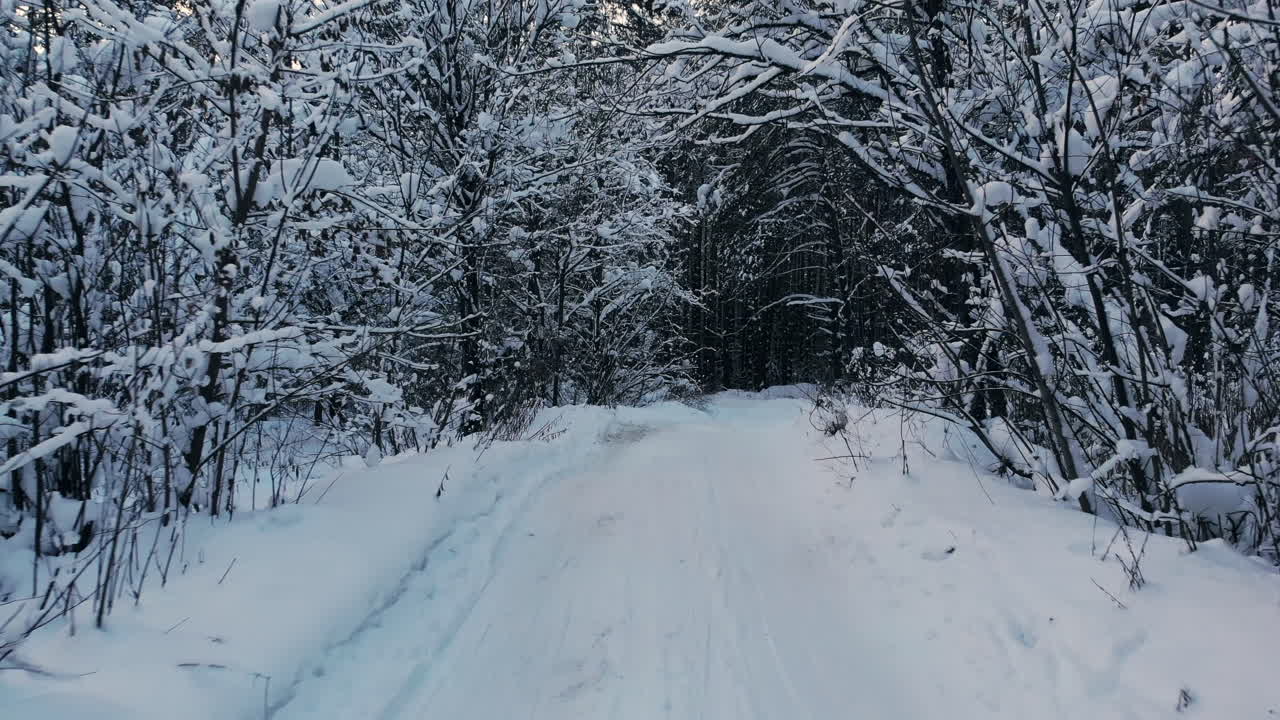 겨울철 북극권 위 핀란드 라플란드 숲의 드론 영상