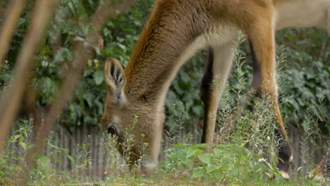 Porträt-Einer-Sanften-Antilope,-Die-Auf-Der-Vegetation-In-Einem-Gefangenschaftsgehege-Weidet