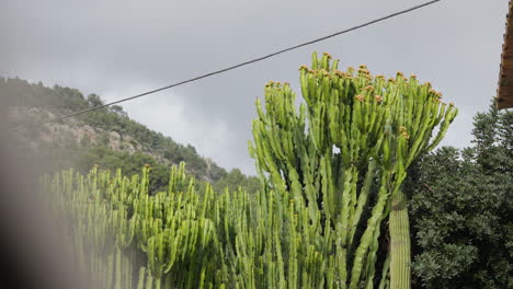 altos cactus verdes con un telón de fondo de montaña exuberante bajo un cielo nublado