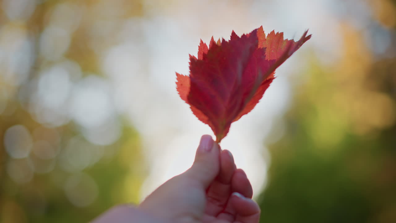 close up of white person holding deep red autumn leaf up to sunbeam, backlit bokeh in forest, highlighting intricate veins and vibrant color under warm golden light