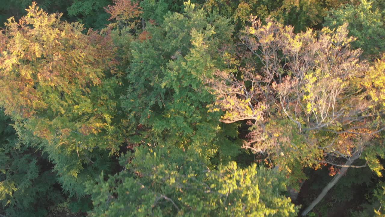 Aerial zoom out of a forest in beautiful fall colors