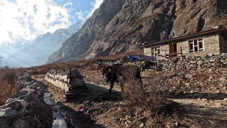 Folgen-Sie-Schwarzen-Yaks-Auf-Einem-Bergpfad-Durch-Ein-Traditionelles-Dorf-Zwischen-Buddhistischen-Mani-Mauern