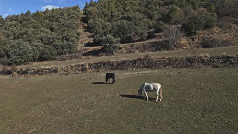 Horses-grazing-aerial-drone-at-agricultural-hills-coastal-Spain-Arseguel-Municipality,-animals-rural-scene,-slow-motion