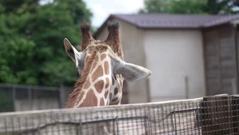 jirafa en el zoológico