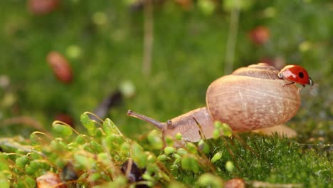 close-up wildlife of a snail and ladybug in the sunset sunlight.