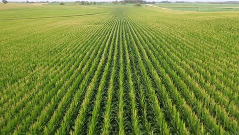 aerial view of a cornfield