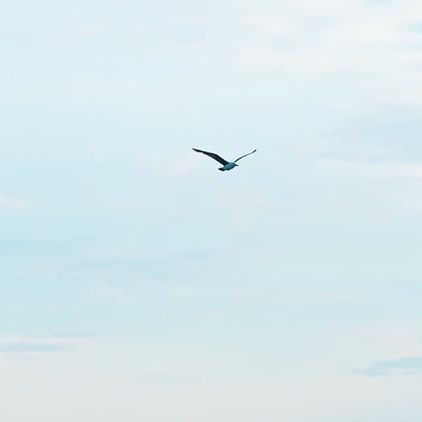 seagull flying in sky