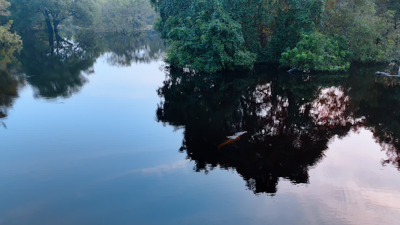 Single alligator swimming in the river. Crocodile dives into the water. Drone footage above the waterscape.