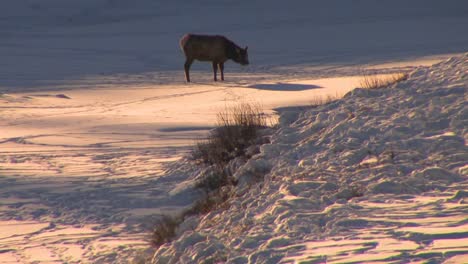 Ein-Elch-Steht-In-Einer-Fernen-Schneelandschaft