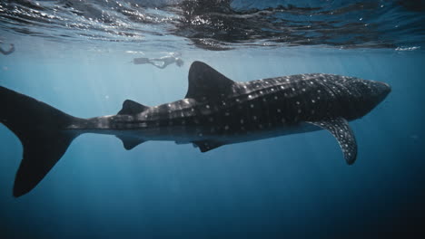 vista completa del cuerpo de la cabeza a la cola del tiburón ballena en cámara lenta nadando cerca de la superficie