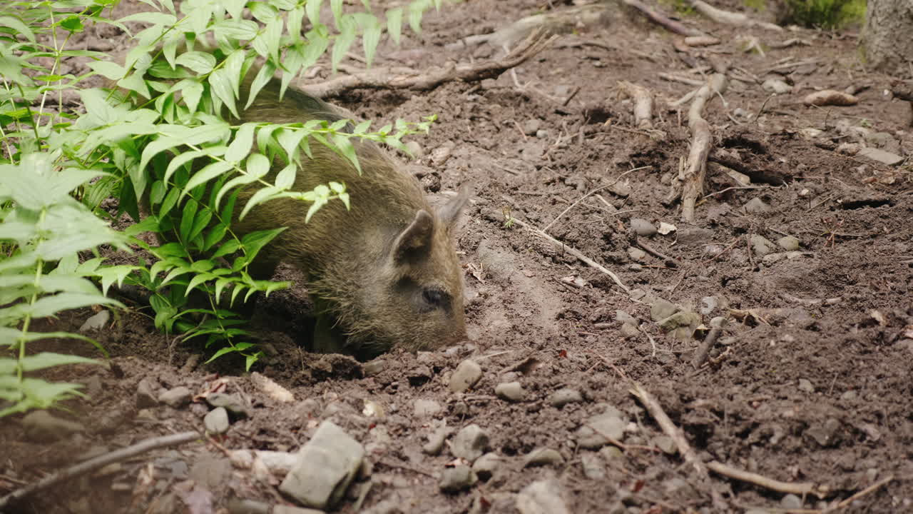 Un simpatico cinghiale scava la terra con il muso, vista da dietro. Animali divertenti, video 4K.