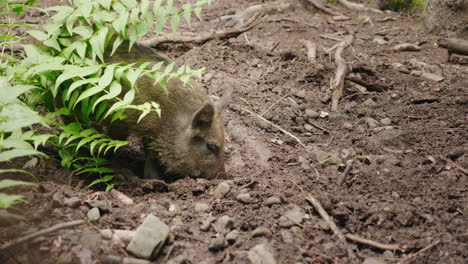 ein lustiges wildschwein gräbt die erde mit seiner schnauze eine rückansicht lustige tiere 4k video