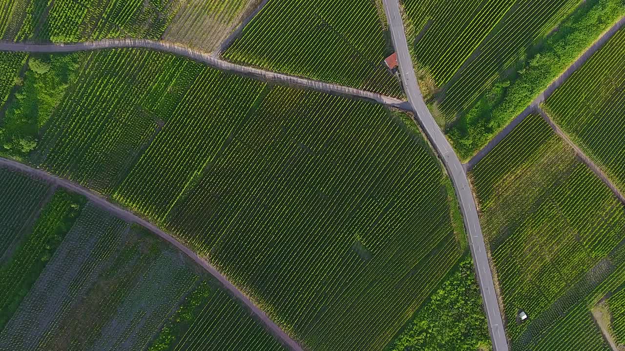 Forward bird eye drone aerial view of sunlit hop field growing green valley