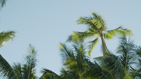 palm trees against a clear blue sky