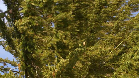 pine tree branches blown by massive wind