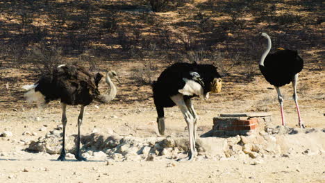 Tres-Avestruces,-Una-Hembra-Y-Dos-Machos,-En-Un-Abrevadero-Rodeado-De-Tierra-Quemada-Después-De-Un-Incendio-Forestal.