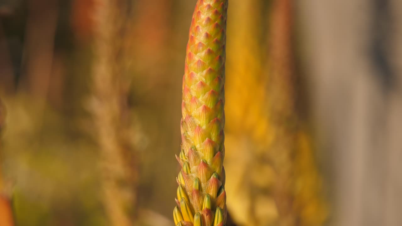 la hormiga sube a la planta de aloe africana con flor amarilla.