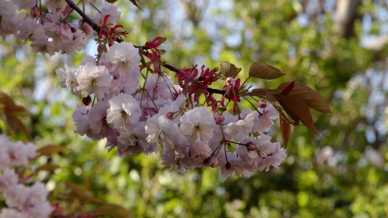 rama de flor de árbol colgante en rosa y blanco, de cerca