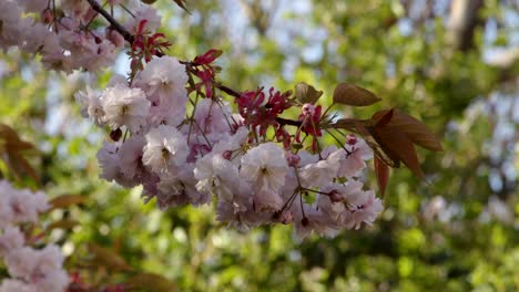 Rama-De-Flor-De-árbol-Colgante-En-Rosa-Y-Blanco,-De-Cerca